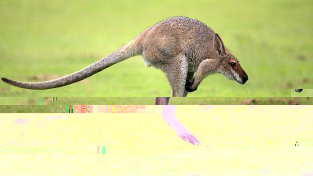 Boyunsuz hayvanlar alemi - Resim: 2