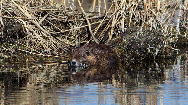 'Esrarengiz fareler' Ağrı Dağı'nı sevdi - Resim: 0