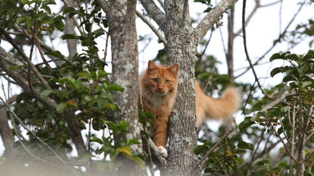 Türkiye yapsa dünya ayaklanırdı! Avustralya kedileri topluca imha ediyor - Resim: 1
