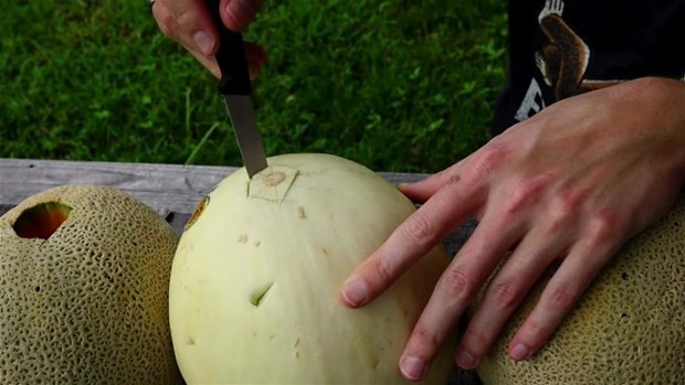 Kavunları delip içine alüminyum döktü! Sonuç şaşırttı - Resim: 2