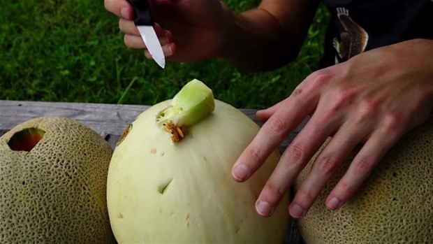 Kavunları delip içine alüminyum döktü! Sonuç şaşırttı - Resim: 3
