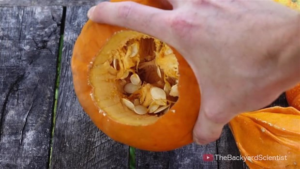 Balkabağına alüminyum dökülürse ne olur? - Resim: 3