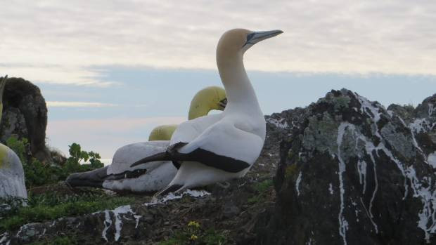 Heykele aşık oldu yanı başında ölü bulundu - Resim: 1