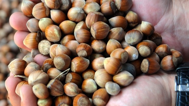 En tehlikeli gıda Türk Fındığı! - Resim: 2