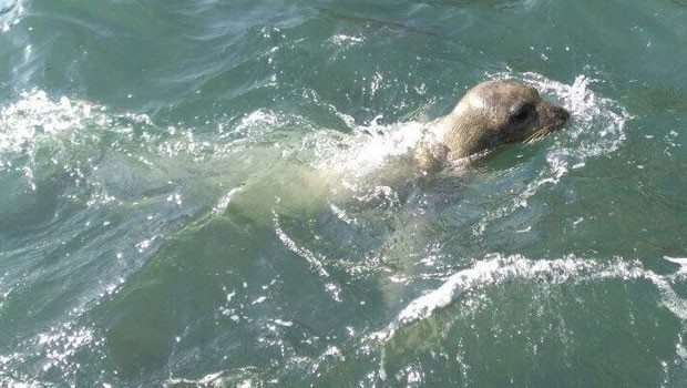 Dünyada sadece 700 tane kaldı... Kuşadası'nda görüntülendi! - Resim: 1