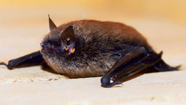 Görenleri hayrete düşürüyor sakallı yarasa bulundu! - Resim: 2