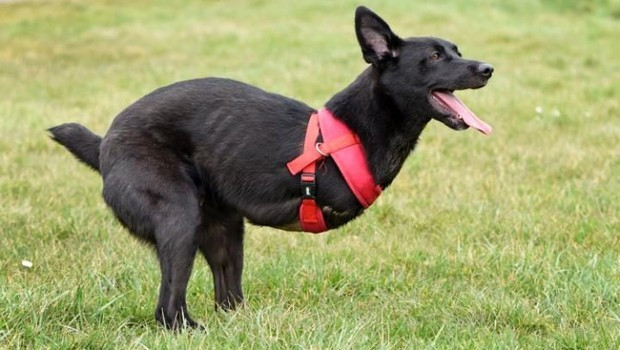 Bu köpek tam bir mucize - Resim: 2