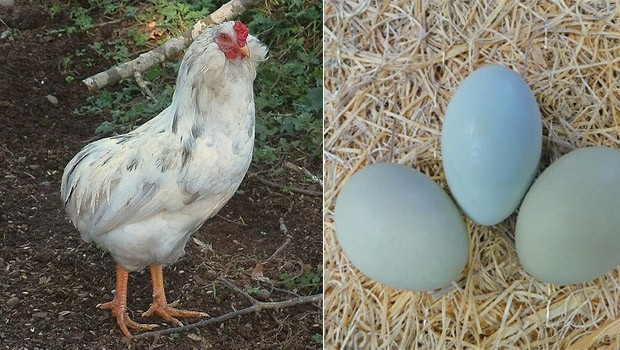 Yeşil yumurtlayan tavuklar karaborsa oldu - Resim: 3