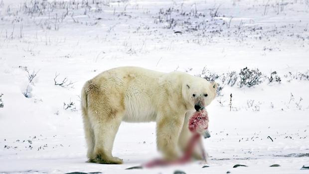 Küresel ısınma vuruyor! - Resim: 3