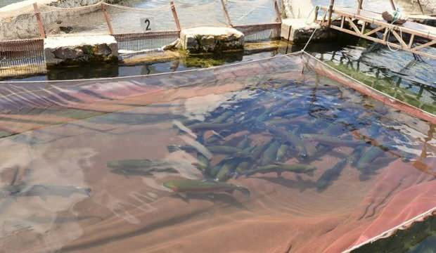 Türk somonu 11 ayda 1 milyar dolar ihracatla Norveç'e rakip oldu - Resim: 0