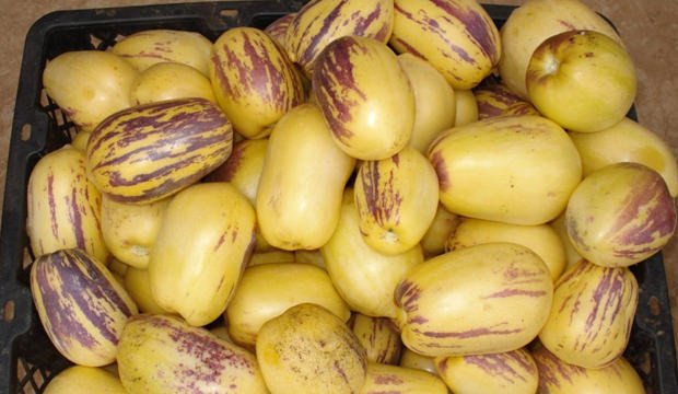 Pepino meyvesi nedir faydaları nelerdir? - Resim: 4