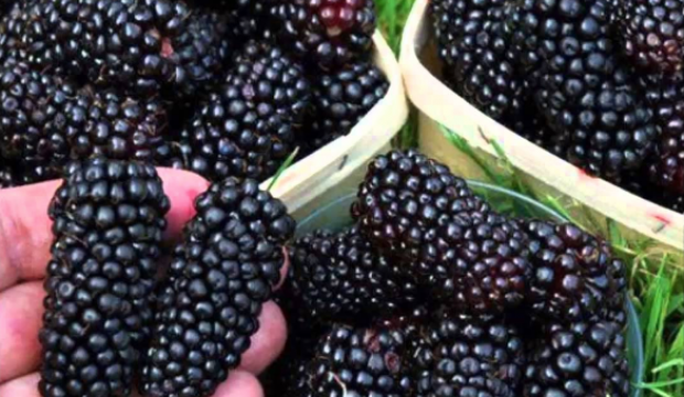 Dutun mucizevi faydaları! Birçok hastalıktan koruyor! - Resim: 2