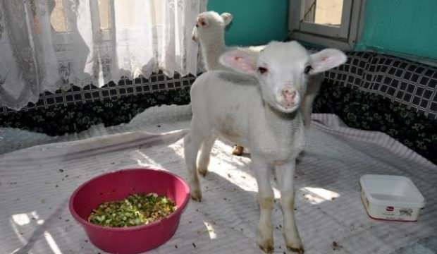 Emine Teyze kuzularına yem istedi, 112 ekipleri torun sanıp gıda kolisi götürdü - Resim: 3