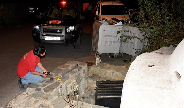 Yavru kediyi kedi sesleri ile çıkarttılar - Resim: 4