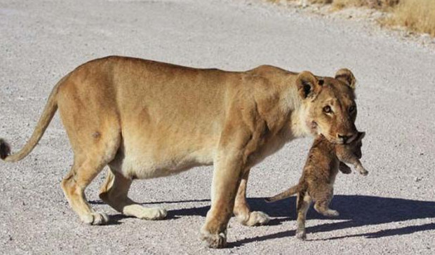 Aslanların şaşırtan görüntüleri - Resim: 1