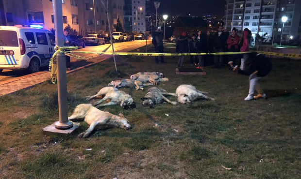 Ankara'yı ayağa kaldıran hayvan katliamı - Resim: 0