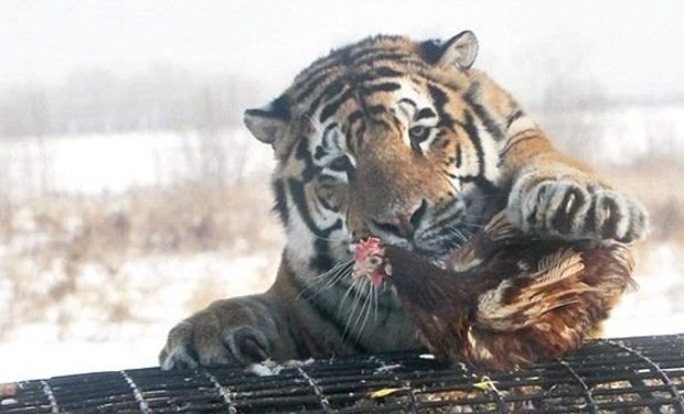 Canlı ineği kaplanlara yem ettiler! Vahşet sonraki karede - Resim: 4