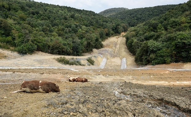 Kurbanlıklar havasızlıktan öldü! - Resim: 1