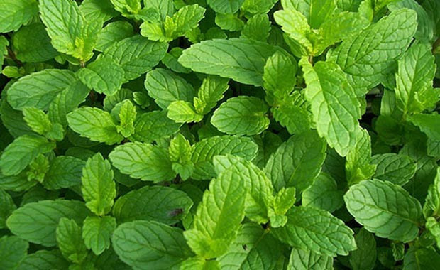 Bu yiyeceklere dikkat cinsel isteği yok ediyor! - Resim: 3