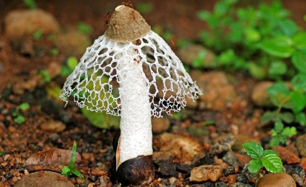 Bu mantarı koklayan kadın kendinden geçiyor! - Resim: 2