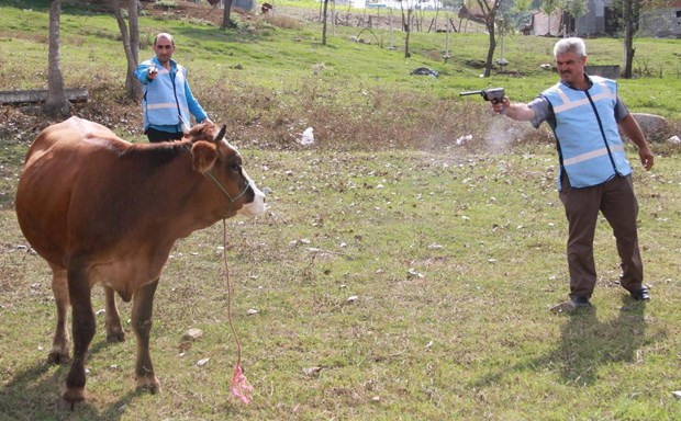 Bayramdan önce boğa yakalama tatbikatı - Resim: 4