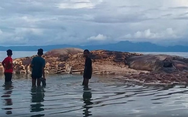 Dünya Endonezya'da karaya vuran gizemli canlıyı konuşuyor - Resim: 1