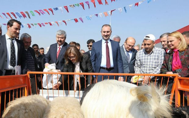 Gaziantep'te 2 milyon TL değerinde koyun süt yemi müjdesi - Resim: 0