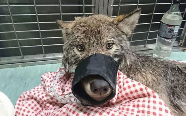 Estonya'da köpeği kurt sanıp kurtardılar - Resim: 1