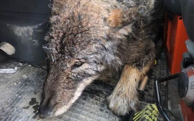 Estonya'da köpeği kurt sanıp kurtardılar - Resim: 0