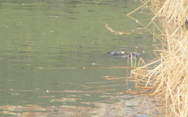 İstanbul'da Süreyyapaşa Barajında bir kadın cesedine rastlandı - Resim: 0