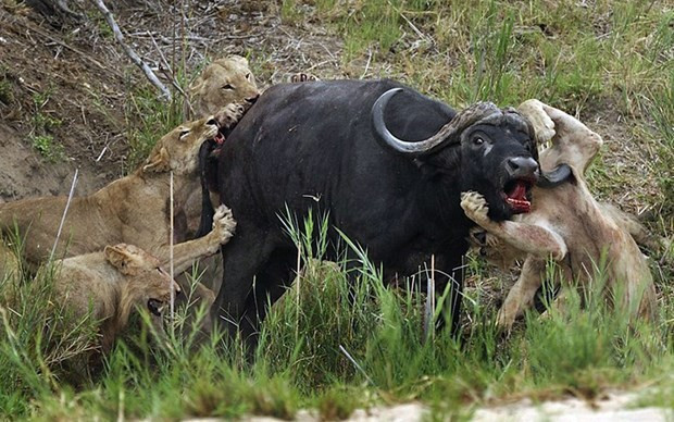 Doğada büyük mücadele! Beş aslan bir bufaloya karşı... - Resim: 1
