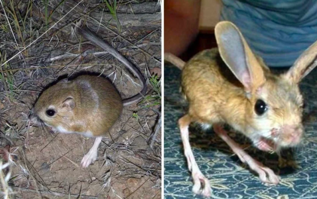 Kanguru faresi nasıl görülür ısırır mı Arap tavşanı arasındaki fark - Resim: 0