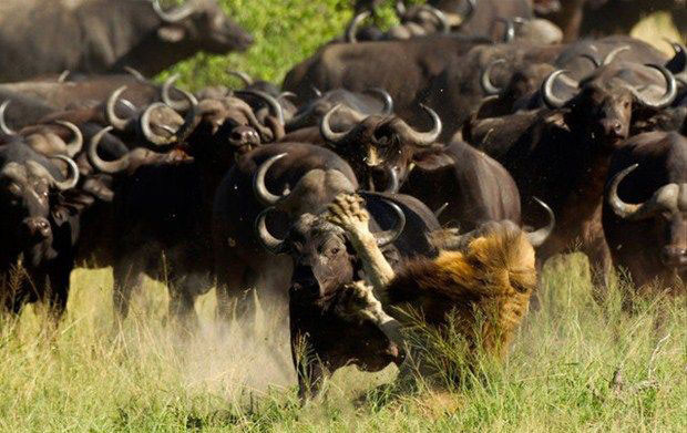 Ormanlar kralı aslan bizonlara yem oldu - Resim: 3