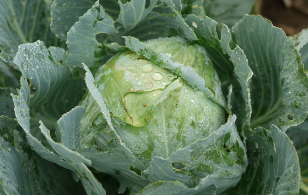 Uzmanından bahar ayında hızlı kilo verdiren diyet tarifi - Resim: 0