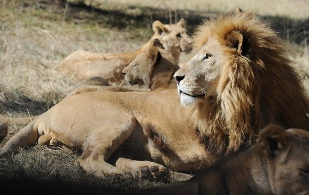 Safari keyfi kabusa döndü! Öyle bir hata yaptı ki... - Resim: 4