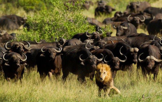 Ormanlar kralı aslan bizonlara yem oldu - Resim: 1