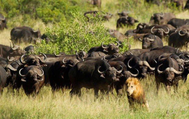 Ormanlar kralı aslan bizonlara yem oldu - Resim: 4