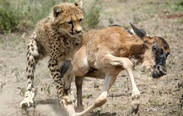 Doğar doğmaz vahşi çitaya yem oldu! En talihsiz an - Resim: 4