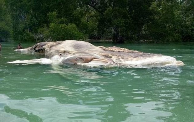 Dünya Endonezya'da karaya vuran gizemli canlıyı konuşuyor - Resim: 3