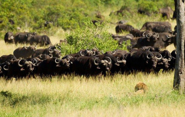 Ormanlar kralı aslan bizonlara yem oldu - Resim: 2