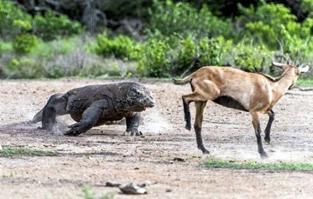 Antilop gergedana kafa tuttu olayın sonu beklenenden çok farklı - Resim: 4