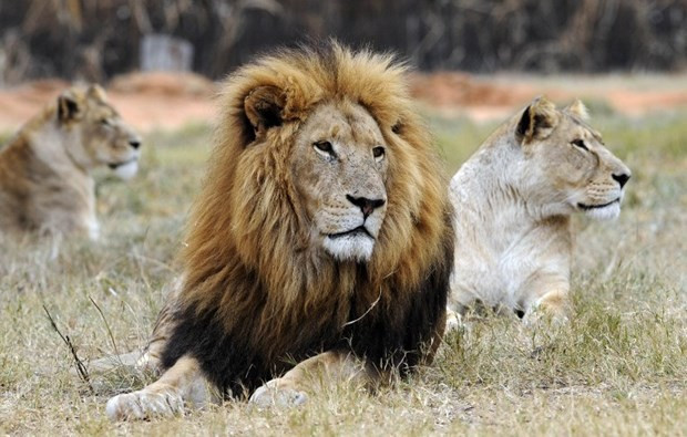 Safari keyfi kabusa döndü! Öyle bir hata yaptı ki... - Resim: 1