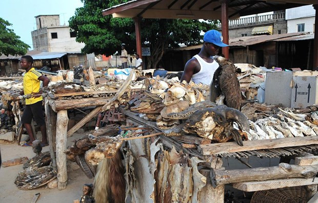Büyücü ve şarlatanların iskelet pazarı - Resim: 1