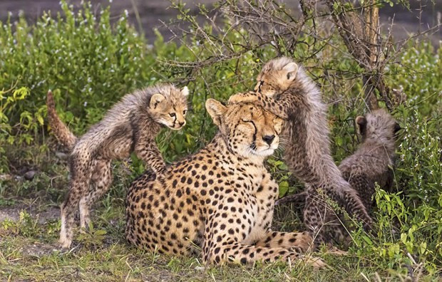 Fotoğraftaki leoparı görebiliyor musunuz? - Resim: 3
