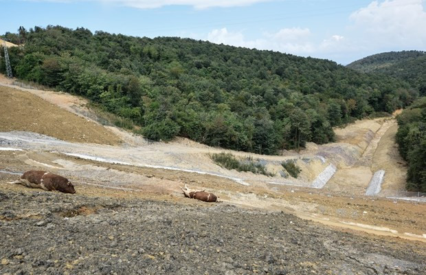 Kurbanlıklar havasızlıktan öldü! - Resim: 4