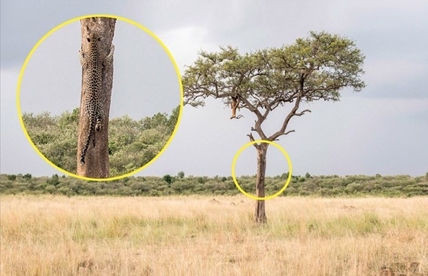 Fotoğraftaki leoparı görebiliyor musunuz? - Resim: 2