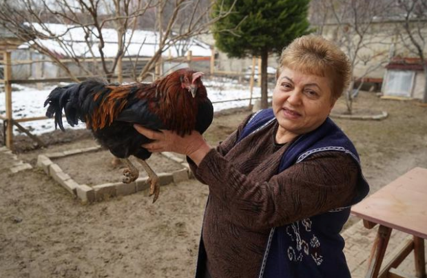 Sabah uyandı tavuğunun horoza dönüştüğünü gördü sonra... - Resim: 1