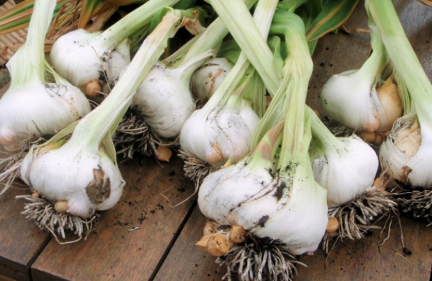 Doktorların tavsiyesi: Diş çürümelerine karşı ıspanak! - Resim: 1