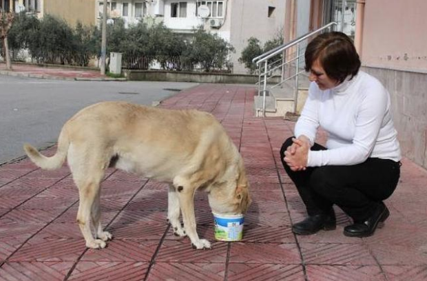 Sokak hayvanlarını besliyor diye gözünü morarttılar! - Resim: 4