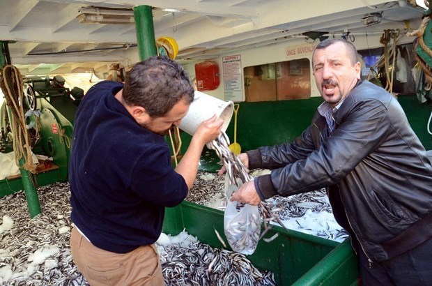 Kilosu 1 liraya hamsi kapışıldı - Resim: 4